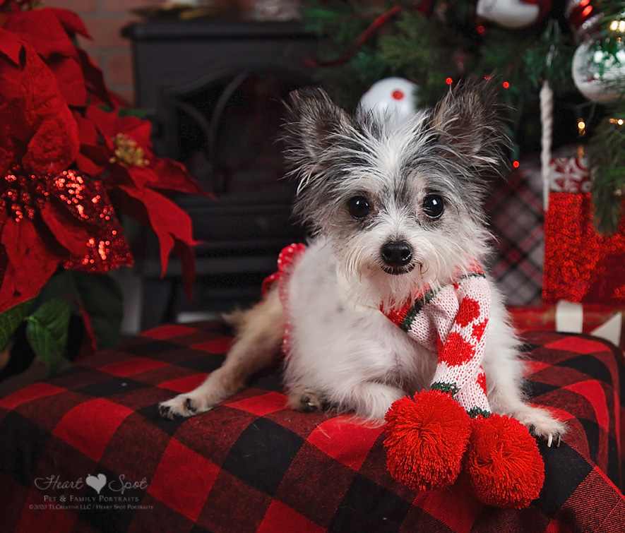 A festive dog by a Christmas tree