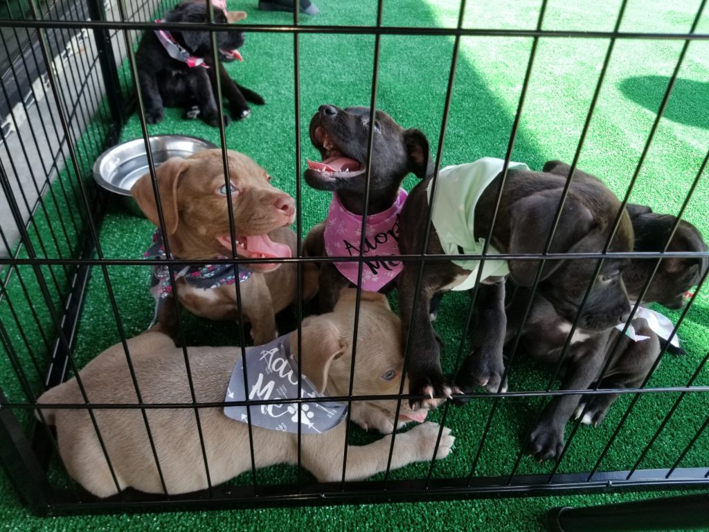 Puppy party scaled